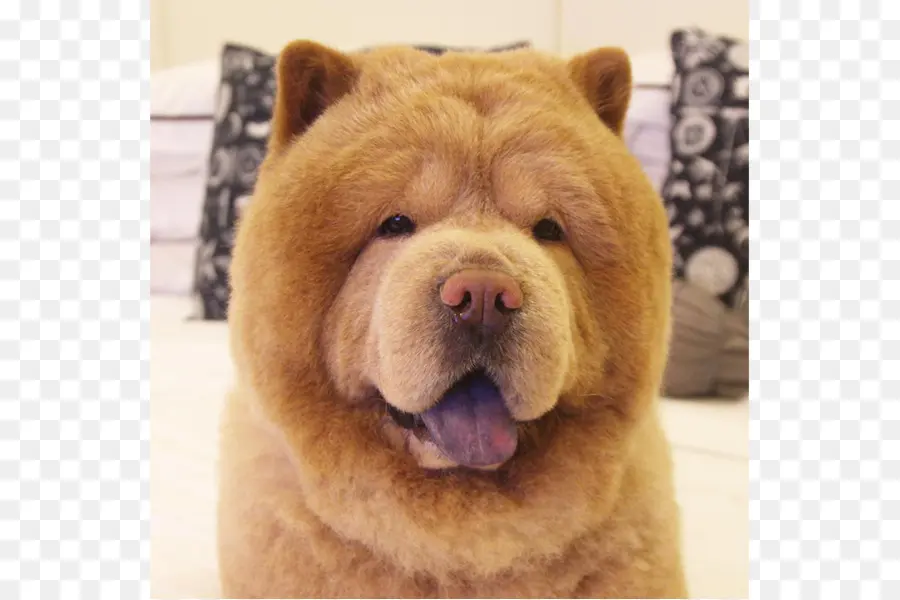 تشاو تشاو，الكريلية الدب الكلب PNG