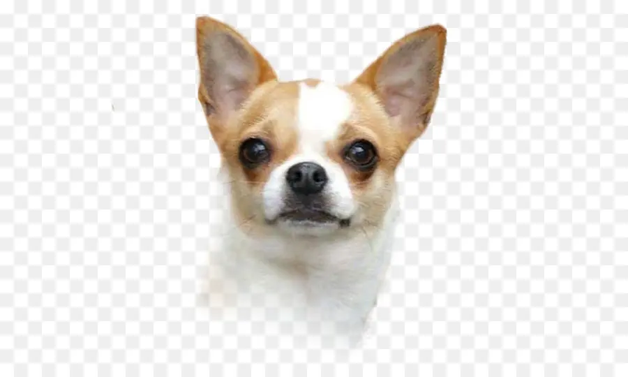 تشيهواهوا，Corgichihuahua PNG