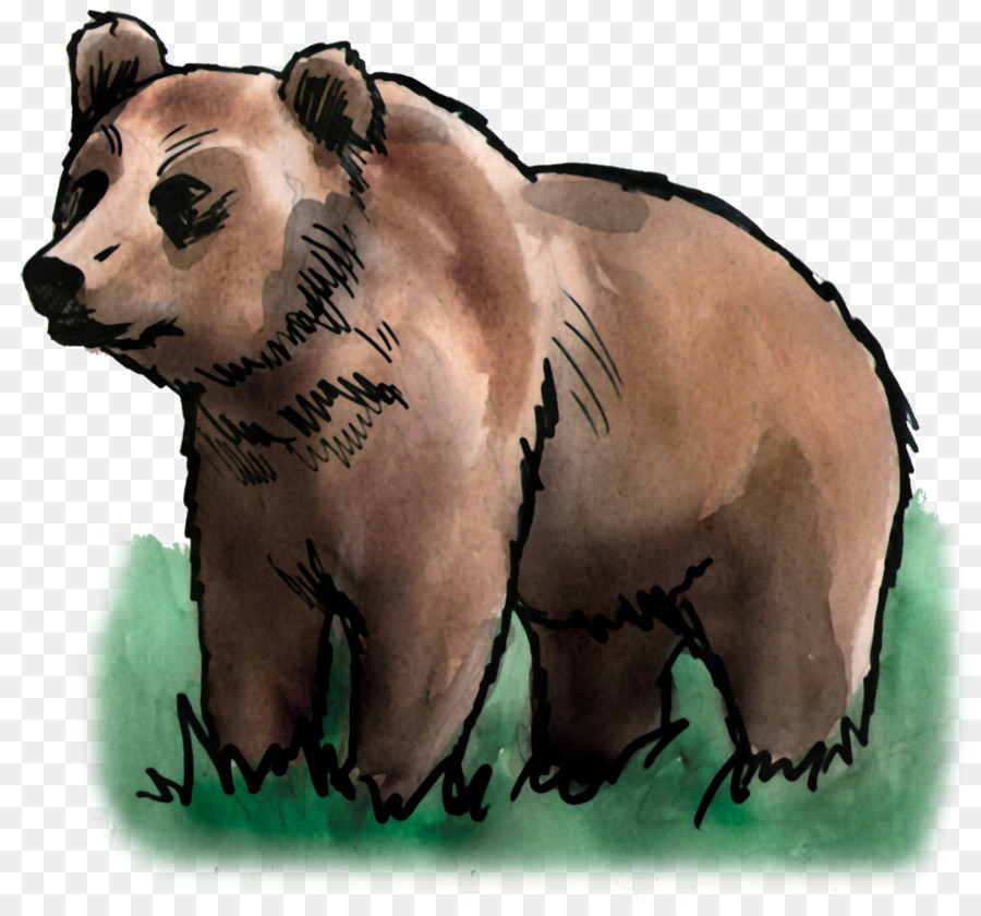 الدب，الحيوانات الأرضية PNG