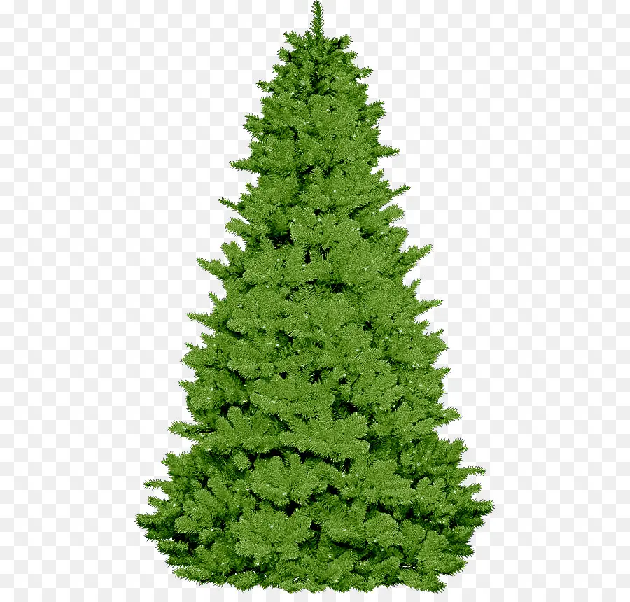 شجرة التنوب，شجرة عيد الميلاد PNG