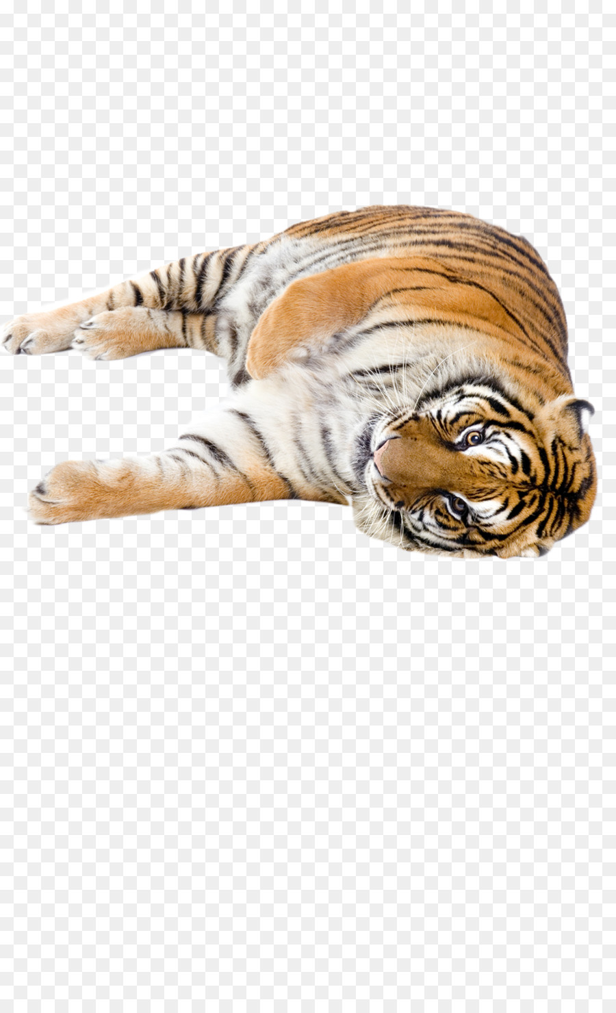 نمر，قطة PNG