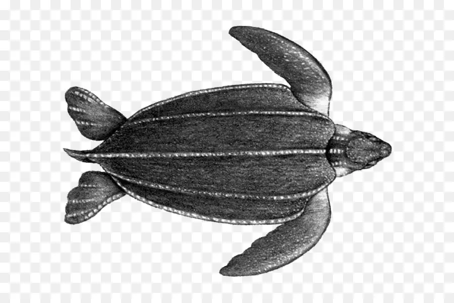 والسلاحف الجلدية الظهر，السلاحف البحرية ضخمة الرأس PNG