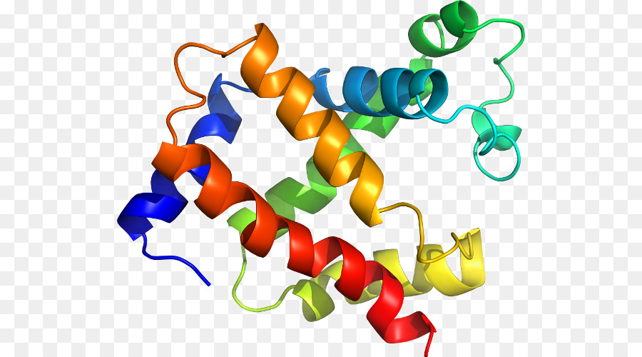 هيكل البروتين，علم الأحياء PNG