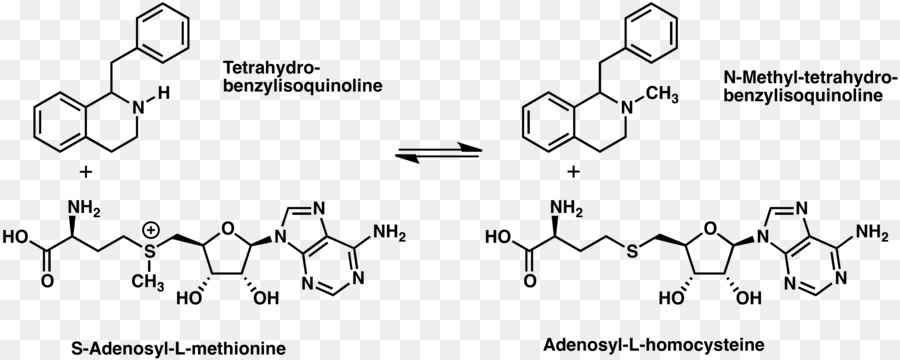 Tetrahydroisoquinoline，قلويد PNG