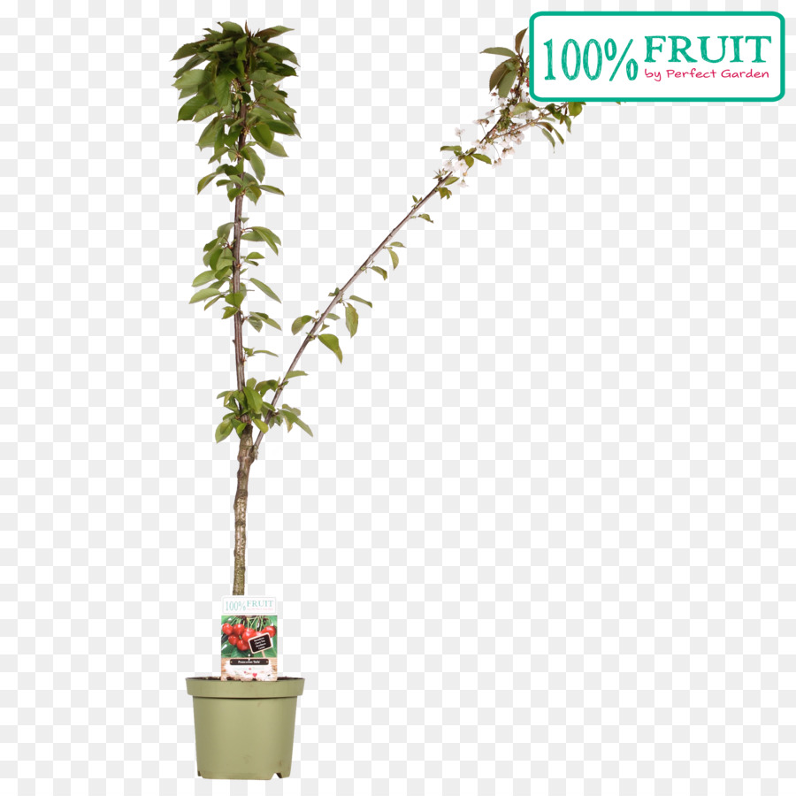 زهور，ل Houseplant PNG