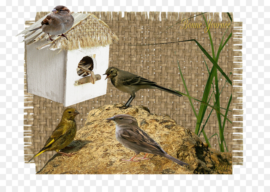 العصافير，غذاء الطيور PNG