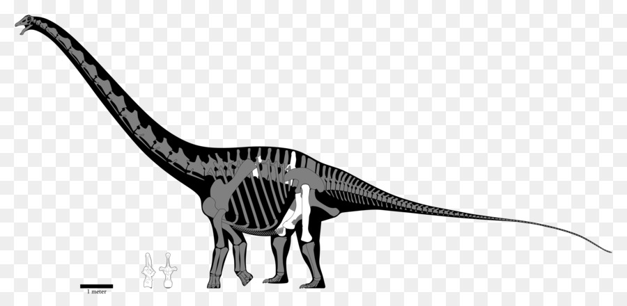 فيلوسيرابتور，Carcharodontosaurus PNG