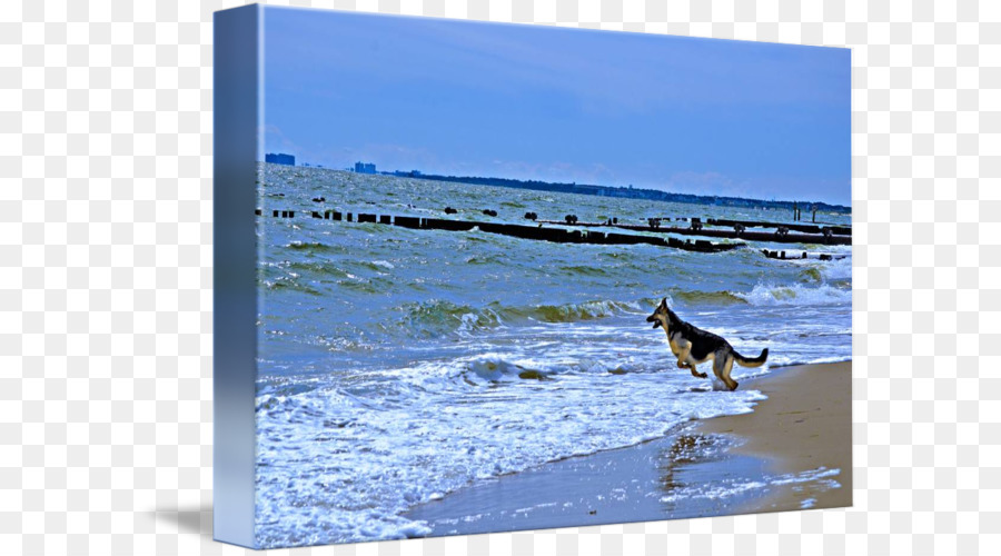 الكلب，الشاطئ PNG