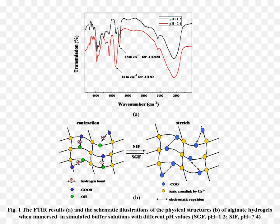 نتائج Ftir，الهلاميات المائية PNG