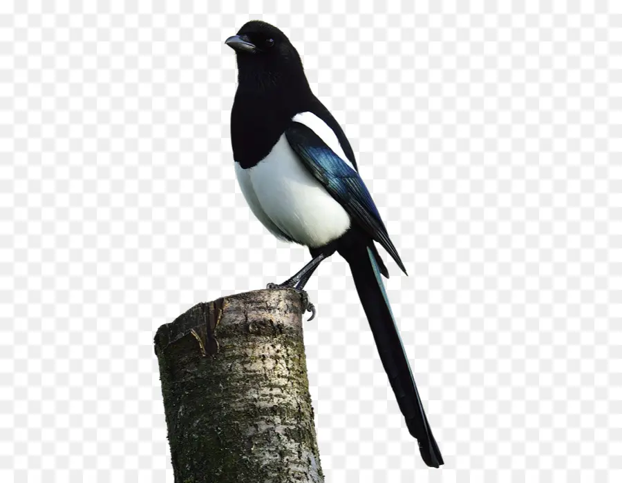 الأوراسي العقعق，الطيور PNG
