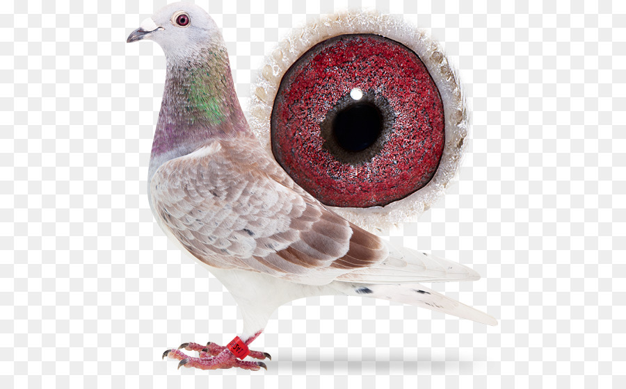 الحمامة المحلية，Columbidae PNG