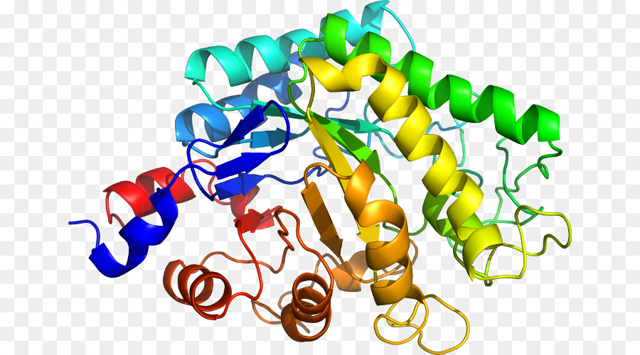هيكل البروتين الملون，بروتين PNG