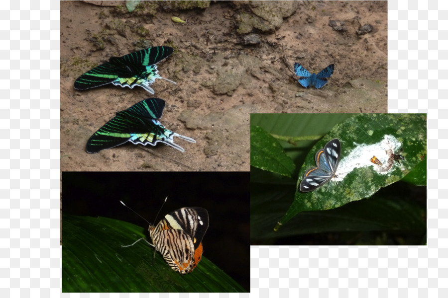 فراشة，العث والفراشات PNG