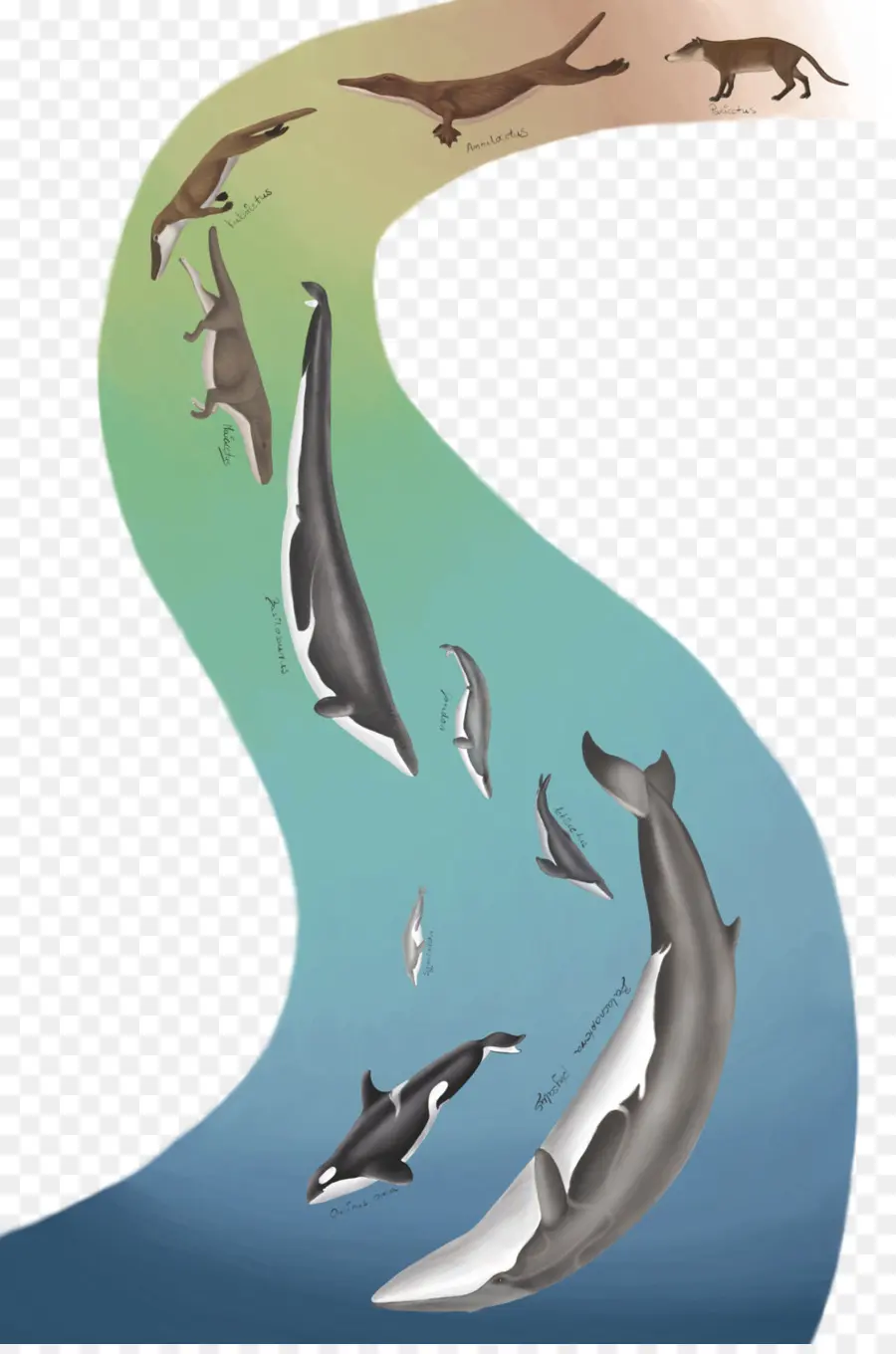 Cetacea，الحوت القاتل PNG