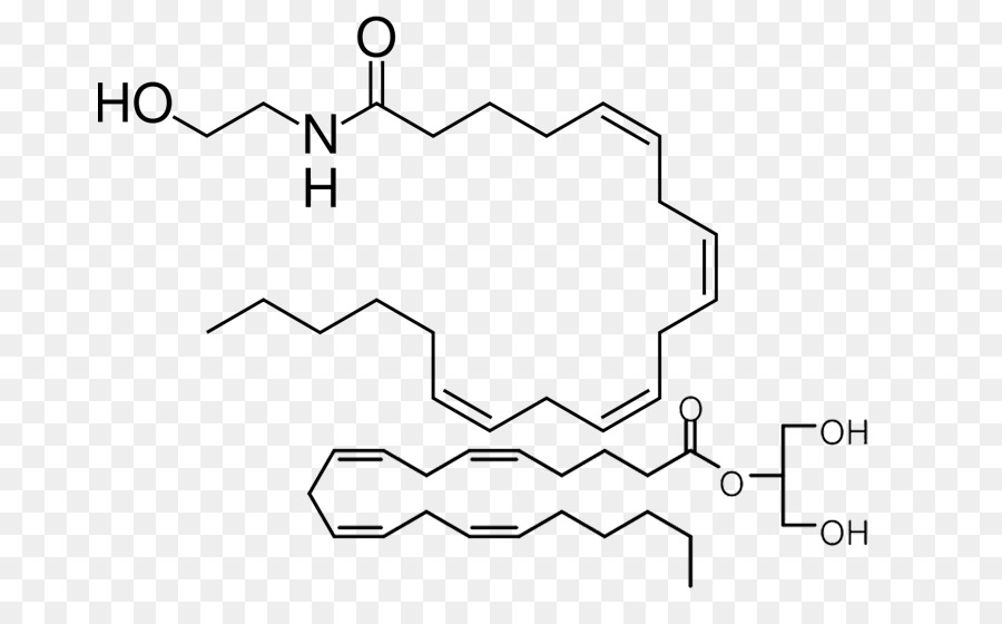 Anandamide，Endocannabinoid النظام PNG