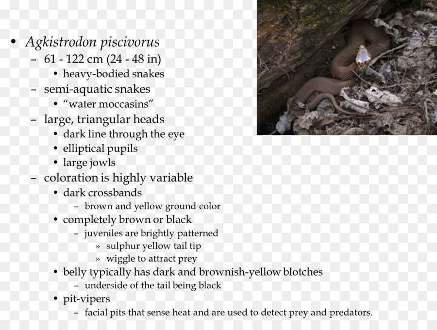 الثدييات，Cottonmouth PNG