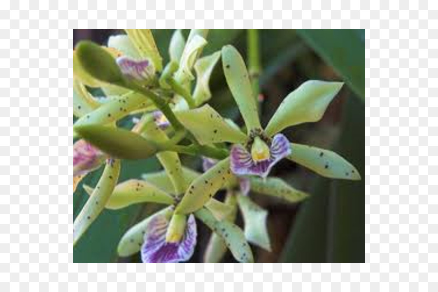 ذيل السحلية，Epidendrum PNG