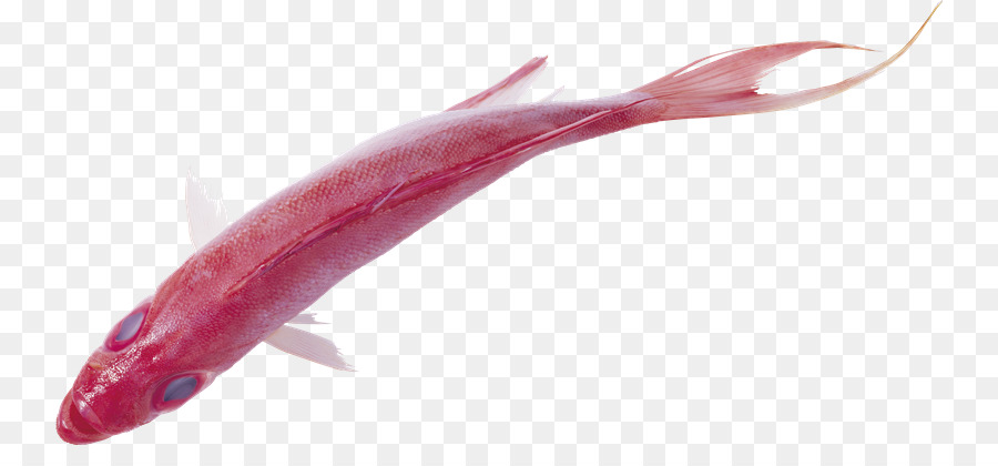 الأسماك，الأسماك الزيتية PNG