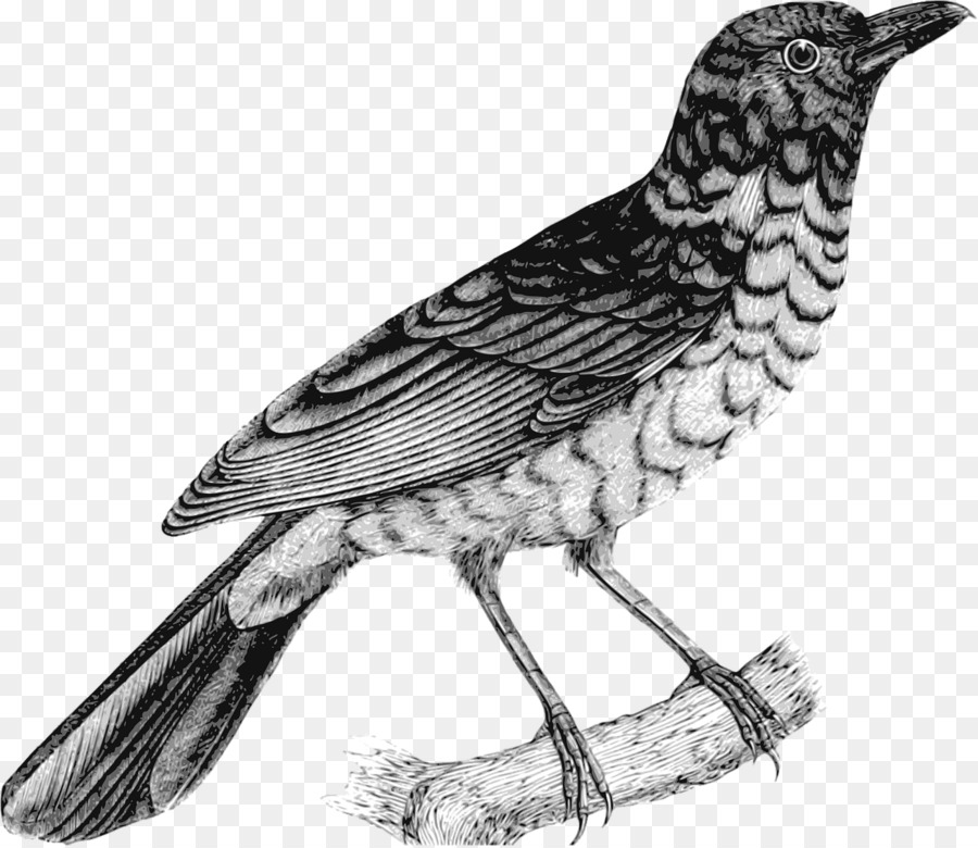 العصافير，الرسم PNG