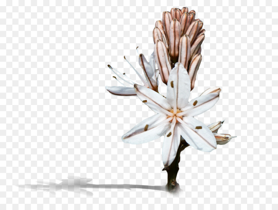 البتلة，قطع الزهور PNG
