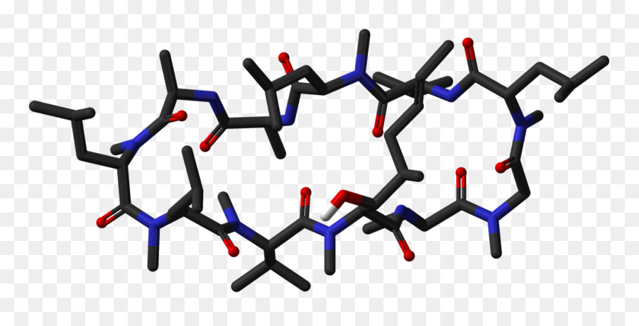 السيكلوسبورين，Nonribosomal الببتيد PNG