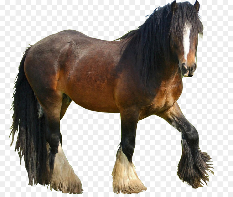 موستانج，Nokota الحصان PNG