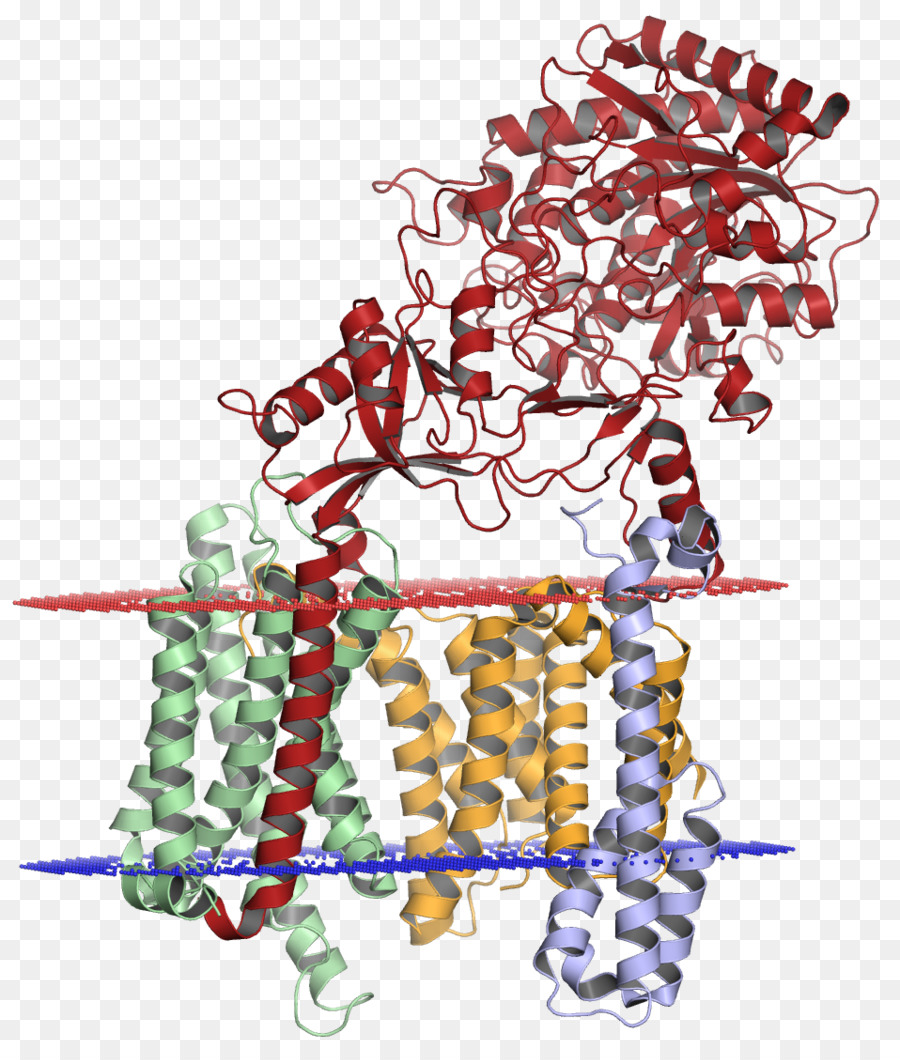 غاما Secretase，اميلويد مقدمة البروتين Secretase PNG