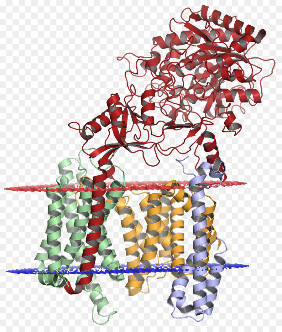 هيكل البروتين，جزيء PNG