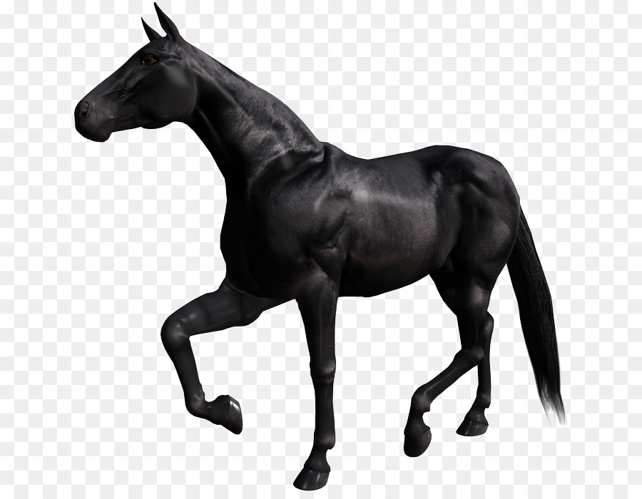 براير الحيوان الإبداعات，Appaloosa PNG