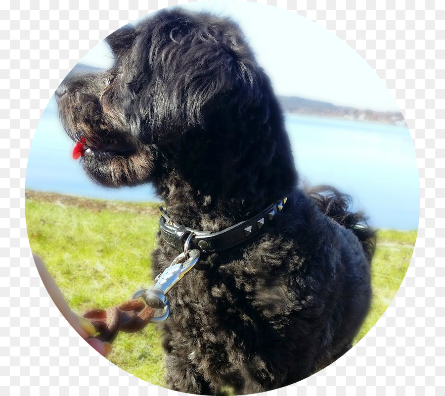 Cockapoo，Schnoodle PNG