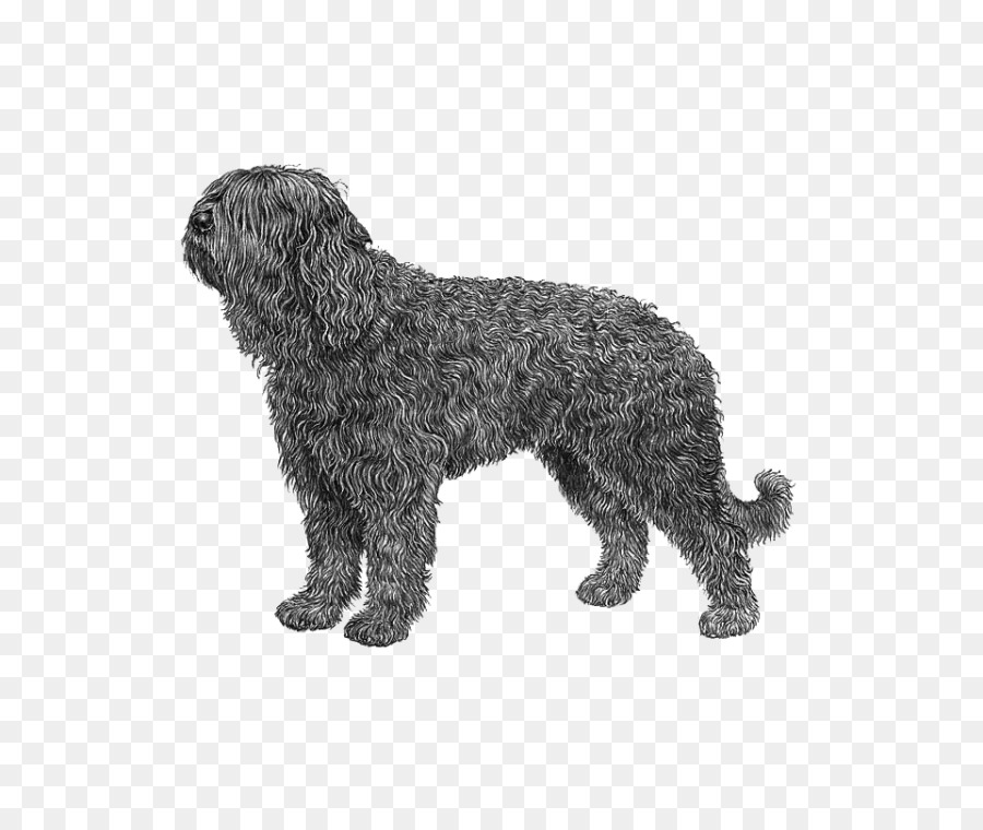 البربيت，Schnoodle PNG