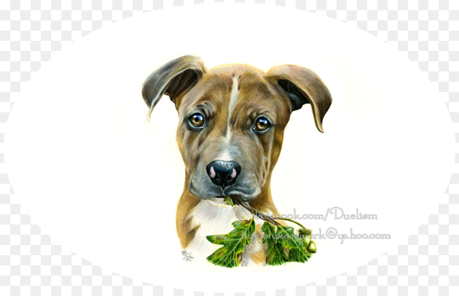 الفم الأسود，Boerboel PNG