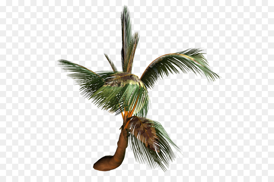 جوز الهند，Arecaceae PNG