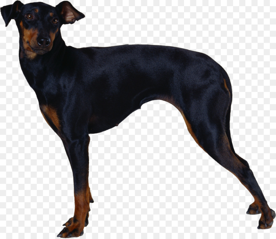 دوبيرمان，مانشستر الكلب PNG