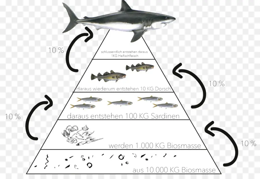 السلسلة الغذائية，هرم PNG