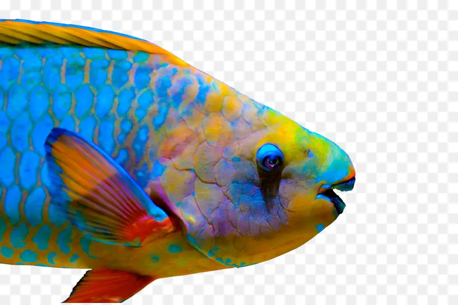 الأسماك，الملكة الببغاء PNG