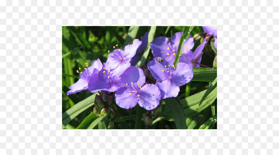 قزحية العين，فرجينيا Spiderwort PNG