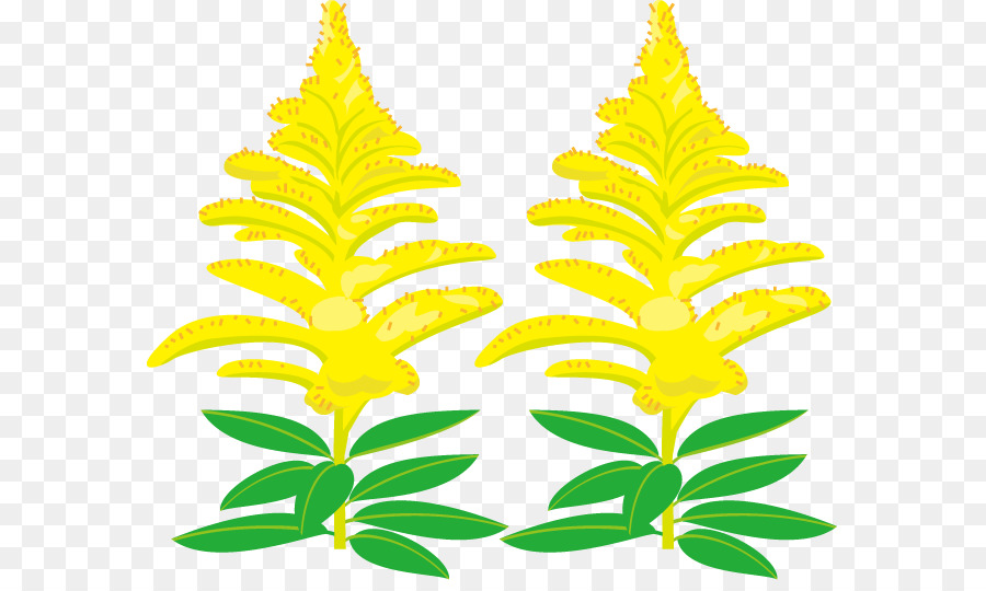 كندا Goldenrod，Royaltyfree PNG