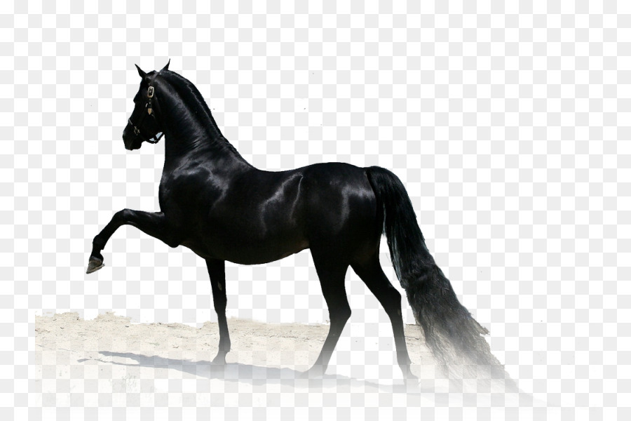 الحصان العربي，أصيل PNG