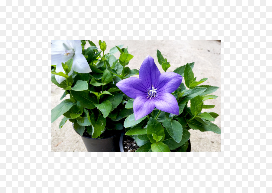 Platycodon Grandiflorus，نين Jiom بى با كوا PNG