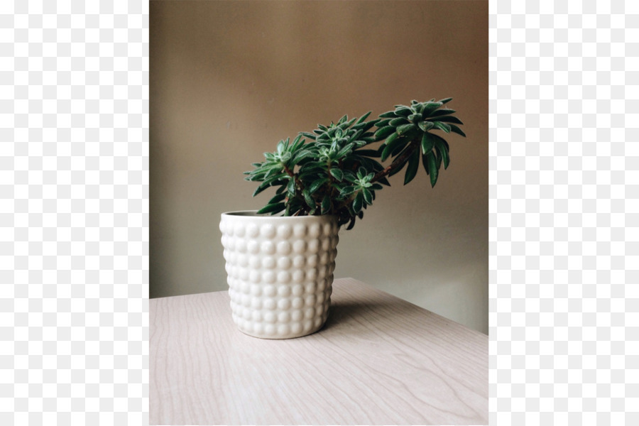 ل Houseplant，السيراميك PNG