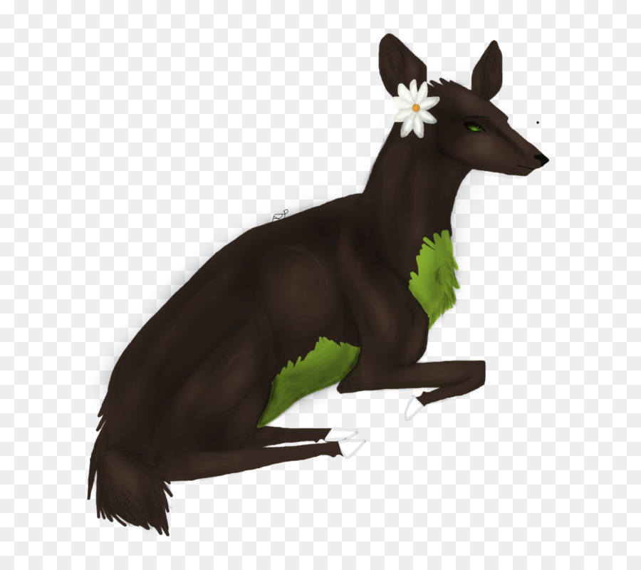 Macropodidae，الحصان PNG