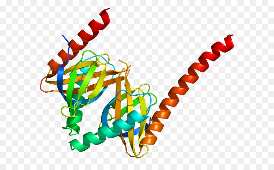 Appl1，البروتين PNG