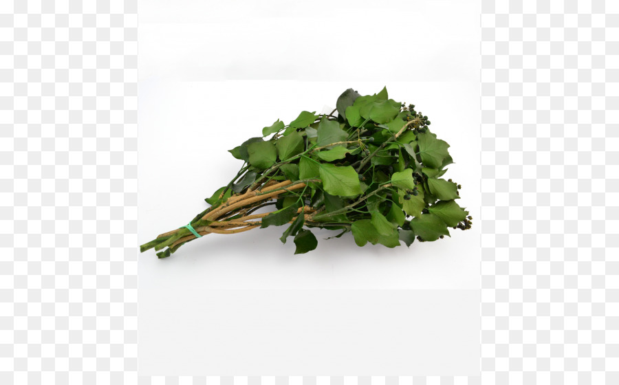 الربيع الخضر，Rapini PNG