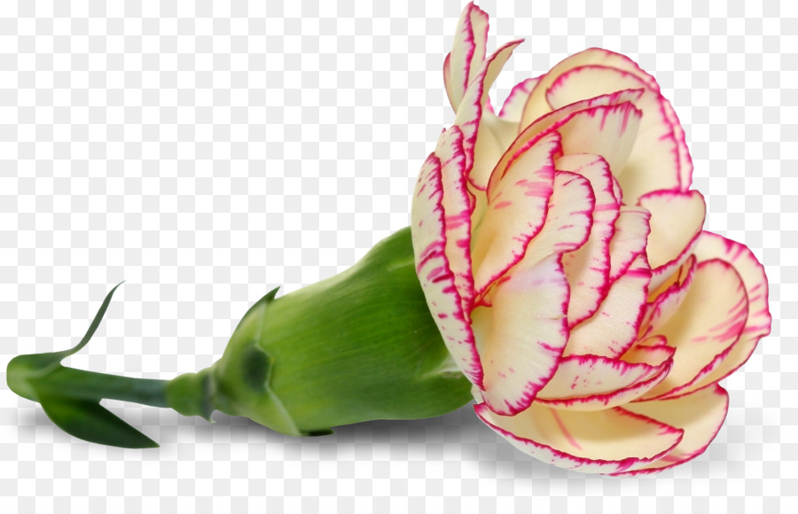 الوردي，زهرة PNG