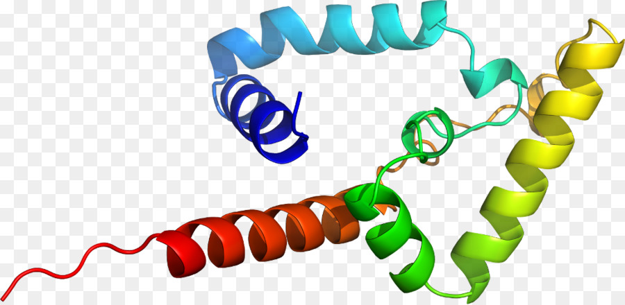 Parp1，مجوهرات الجسم PNG