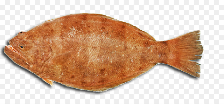 الوحيد，سمك الهلبوت PNG