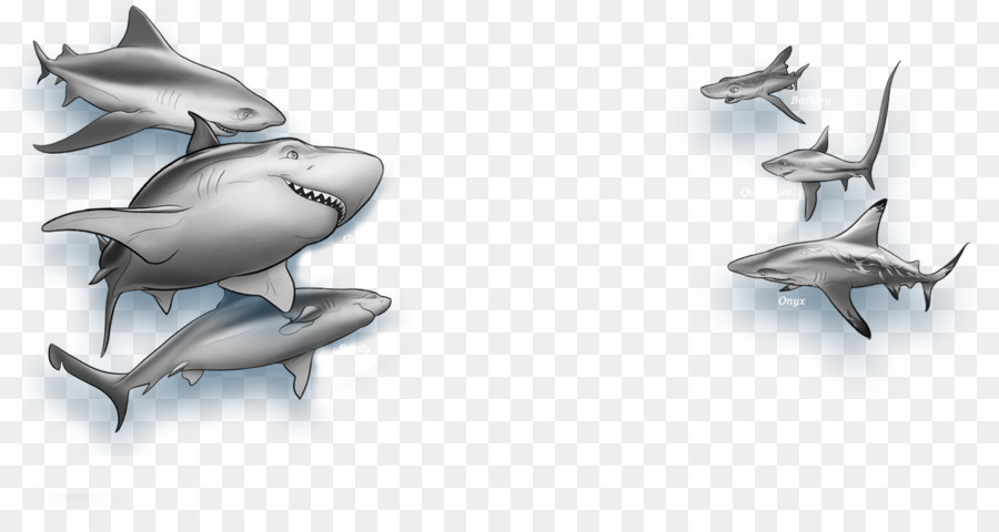 القرش الحروب，القرش PNG