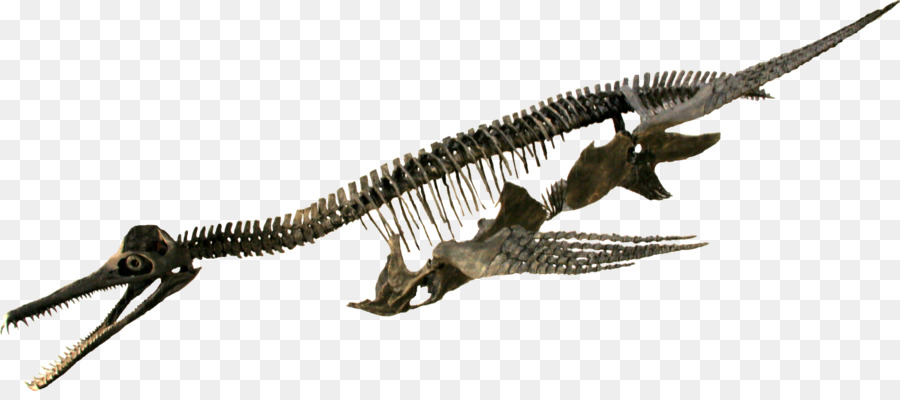 روكي ماونتن ديناصور مركز الموارد，Dolichorhynchops PNG