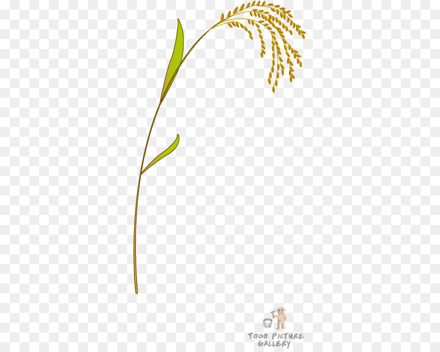 الجذعية النباتية，الأعشاب PNG